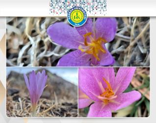 Fakültemiz Biyoloji Bölümünden Yeni Bir Çiğdem Türü: Colchicum Akanii